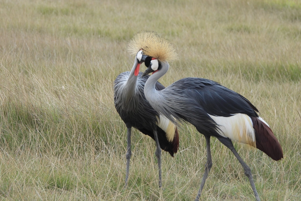 7-days-kenya-safari-17