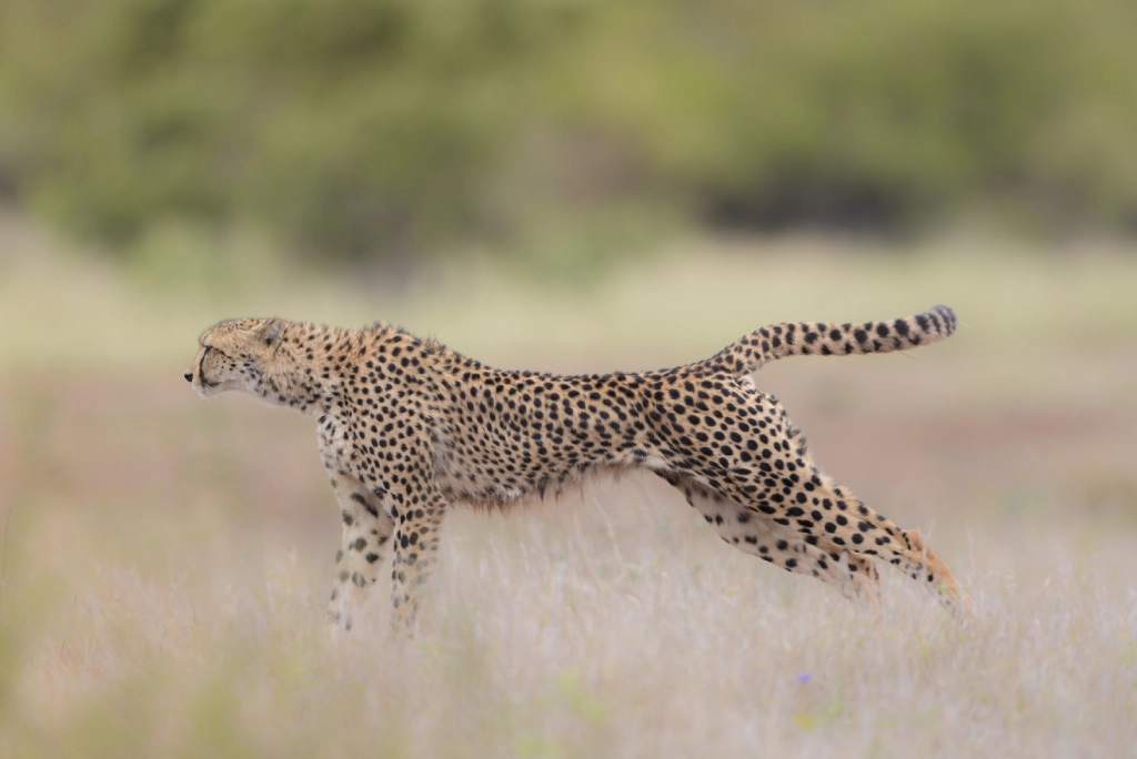 7-days-kenya-safari-19