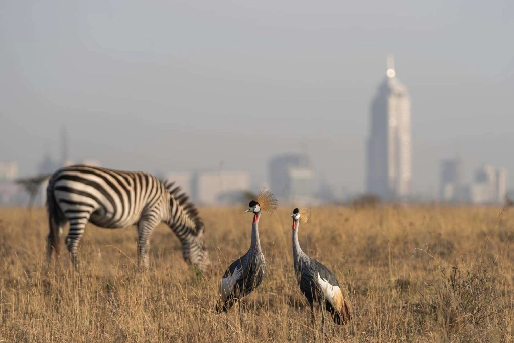 7-days-kenya-safari-2