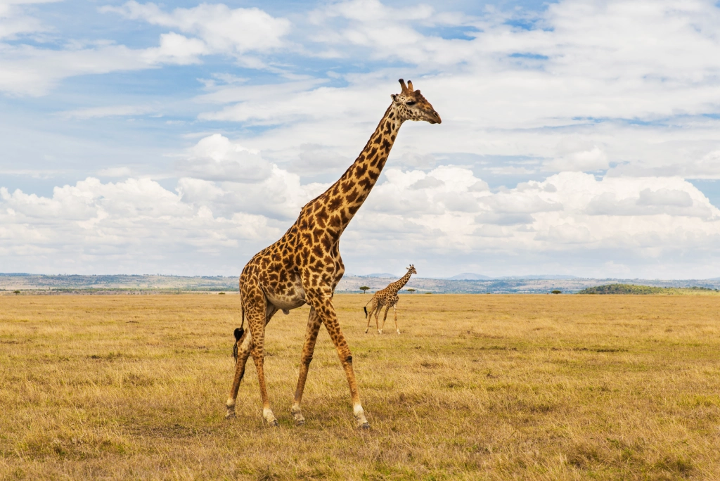 7-days-kenya-safari-6