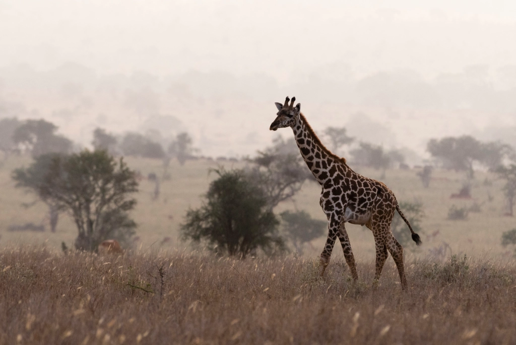 7-days-northern-serengeti-safari-1