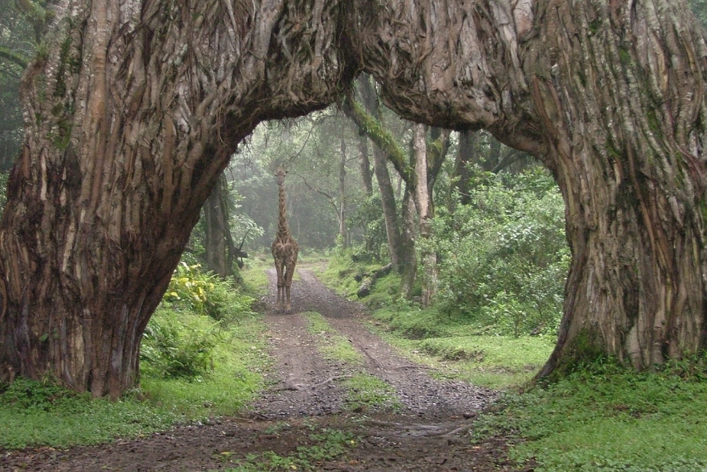 7-days-northern-serengeti-safari-10