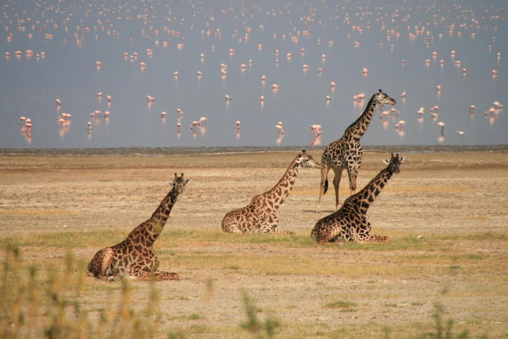 7-days-northern-serengeti-safari-12