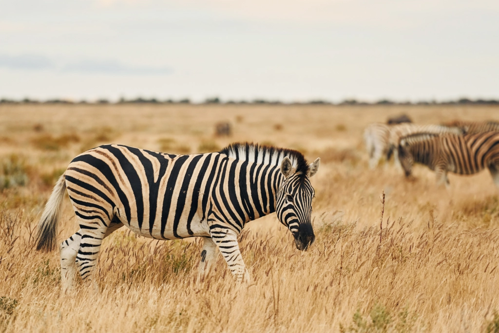 7-days-northern-serengeti-safari-15