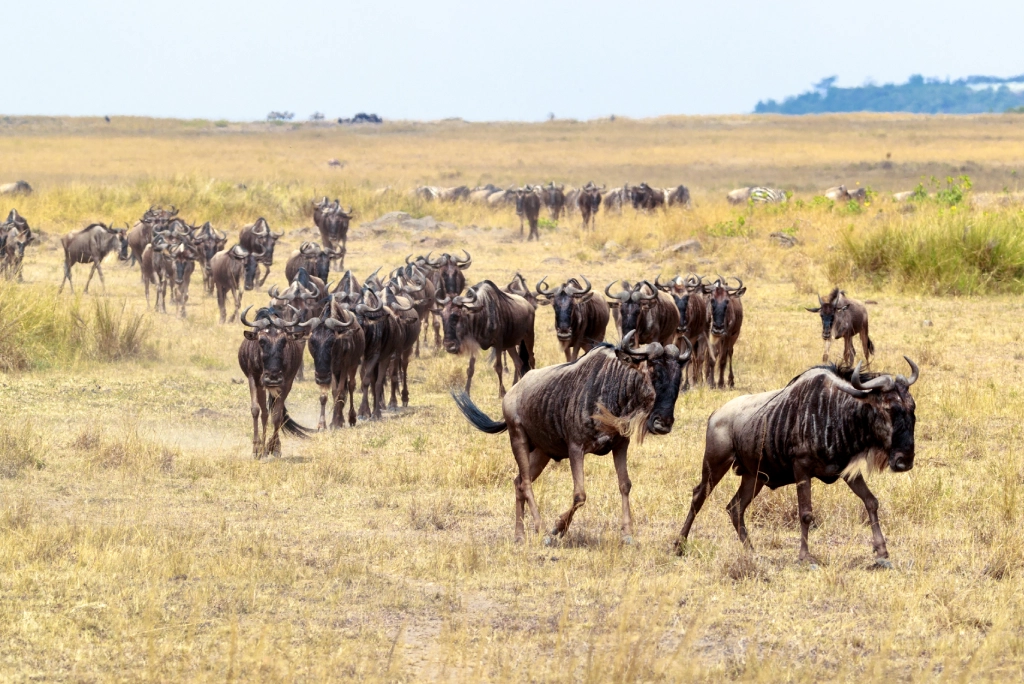 7-days-northern-serengeti-safari-5_