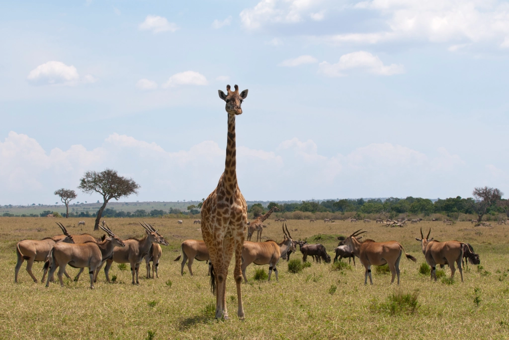 7-days-northern-serengeti-safari-6