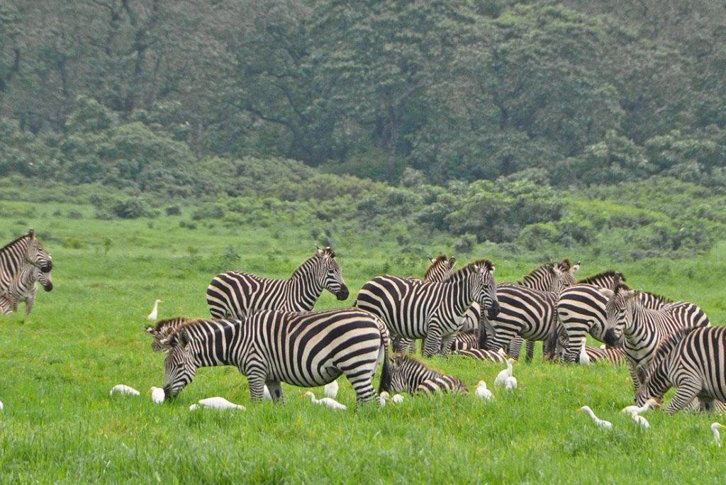 7-days-northern-serengeti-safari-8