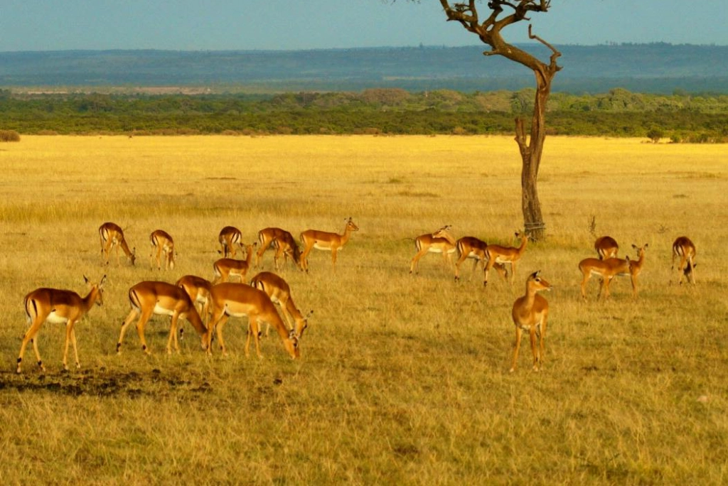 7-days-southern-serengeti-safari-1