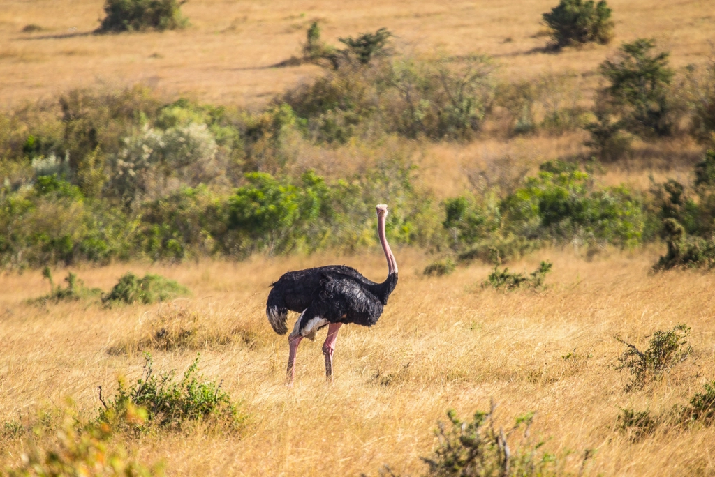 7-days-southern-serengeti-safari-10