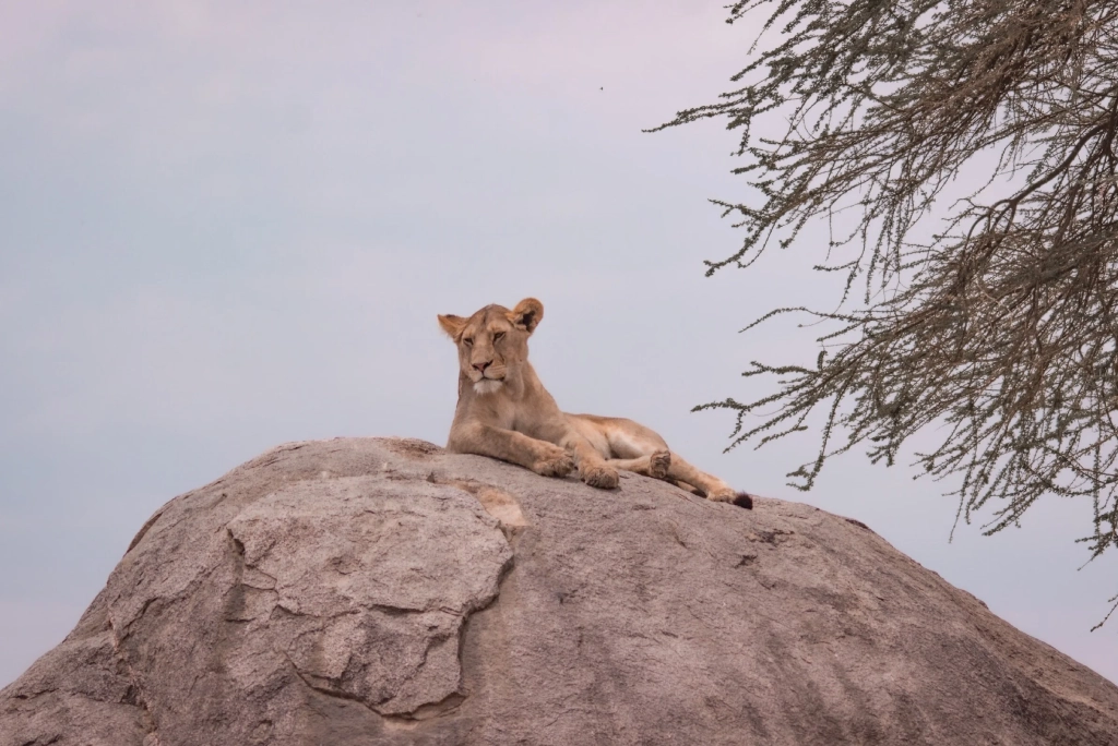 7-days-southern-serengeti-safari-13