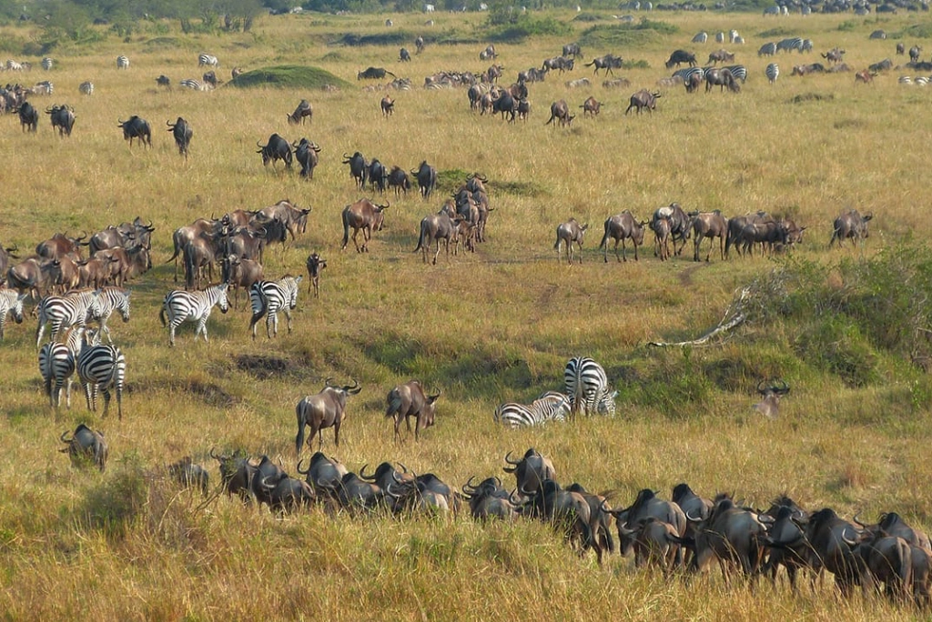 7-days-southern-serengeti-safari-14