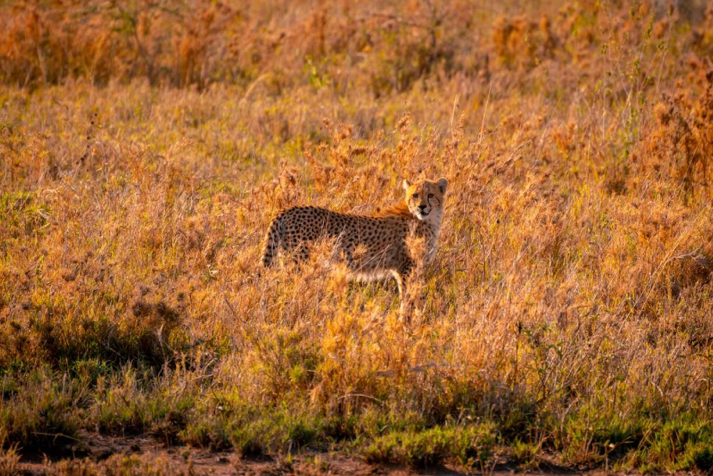 7-days-southern-serengeti-safari-16