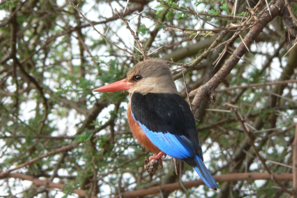 7-days-southern-serengeti-safari-19