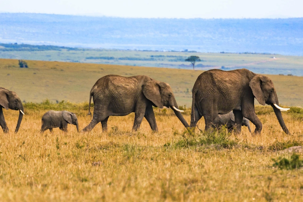 7-days-southern-serengeti-safari-2