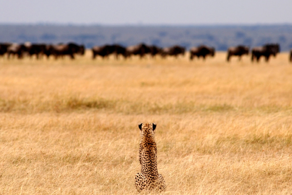 7-days-southern-serengeti-safari-3