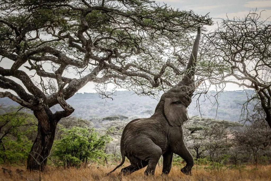 7-days-southern-serengeti-safari-4