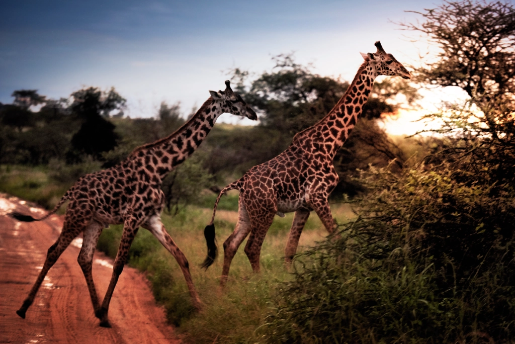 7-days-southern-serengeti-safari-6