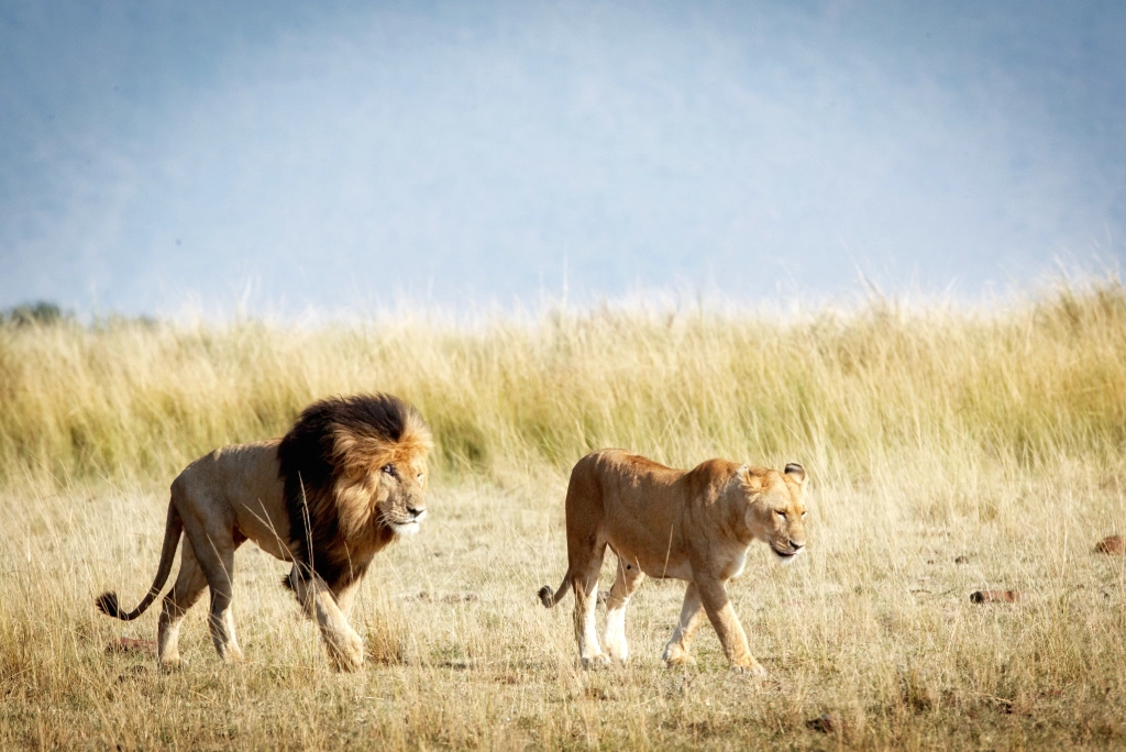 7-days-southern-serengeti-safari-7
