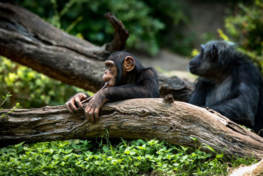 7-days-uganda-safari-11