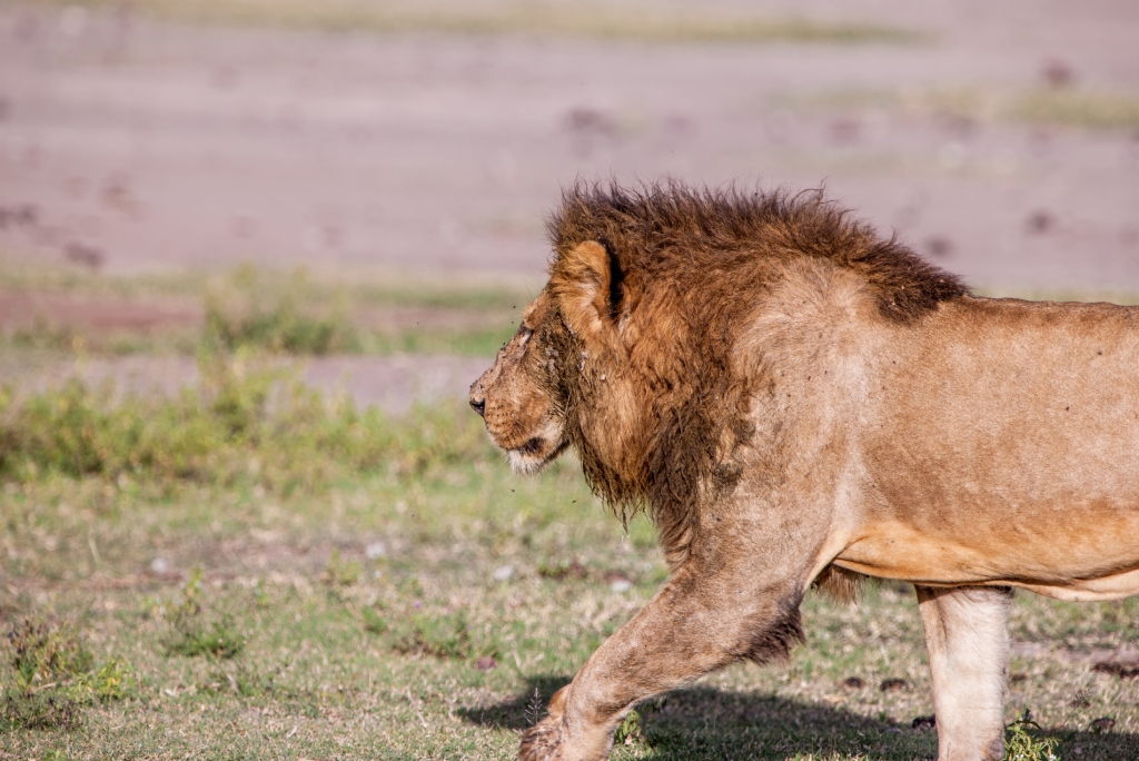 7-days-uganda-safari-22