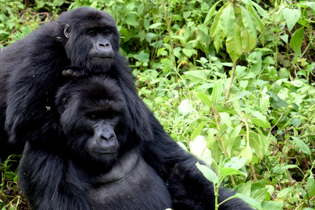 7-days-uganda-safari-6