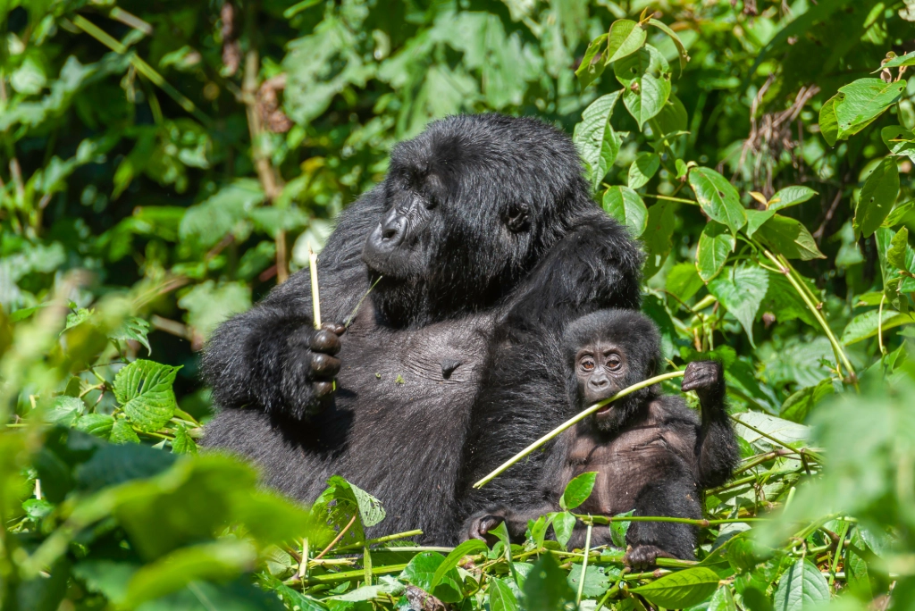 7-days-uganda-safari-7