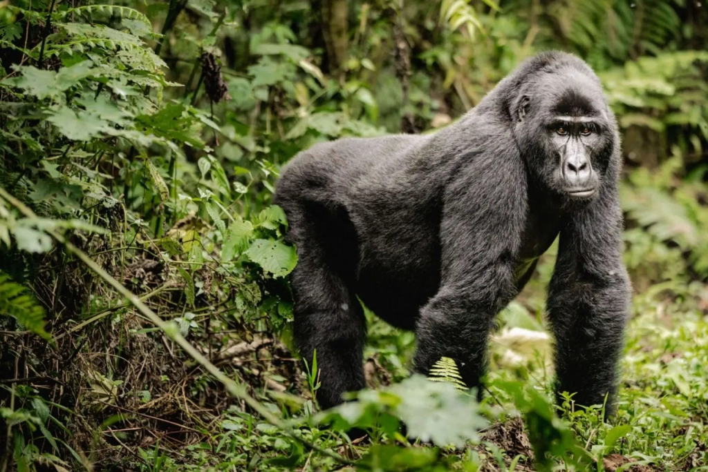 7-days-uganda-safari-9