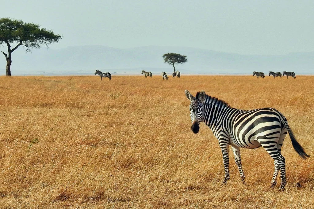 Masai Mara National Reserve Plains