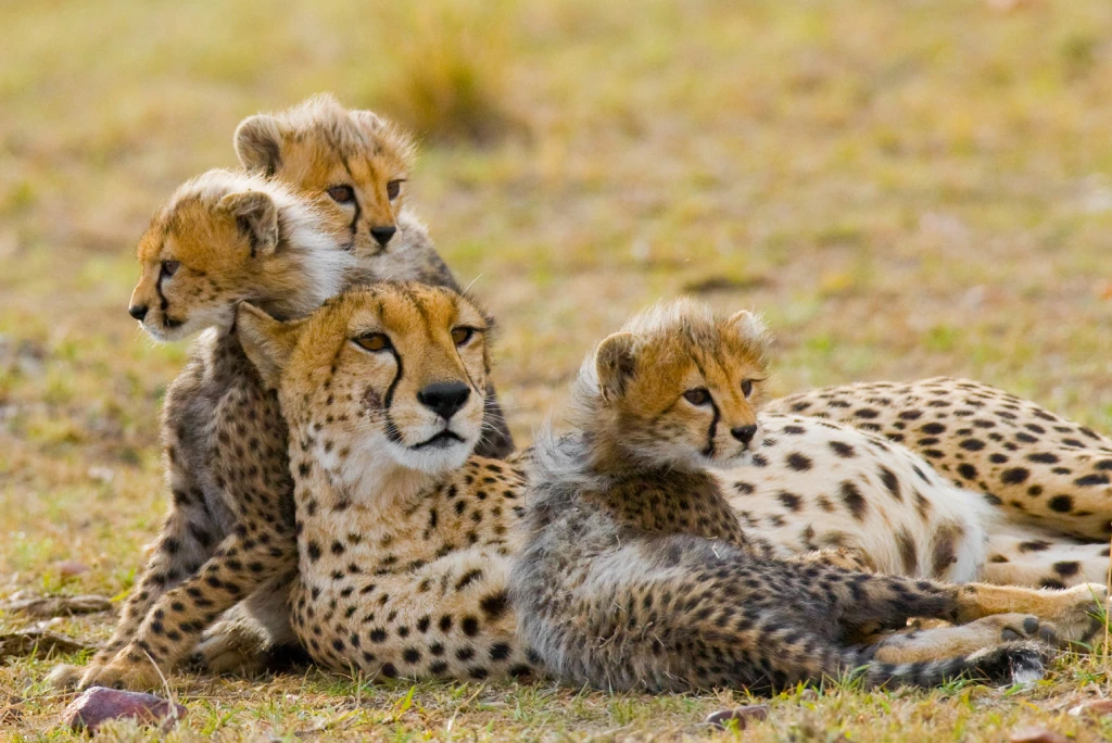 Masai Mara National Reserve Wildlife