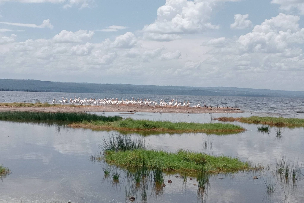 Lake Nakuru Birdlife
