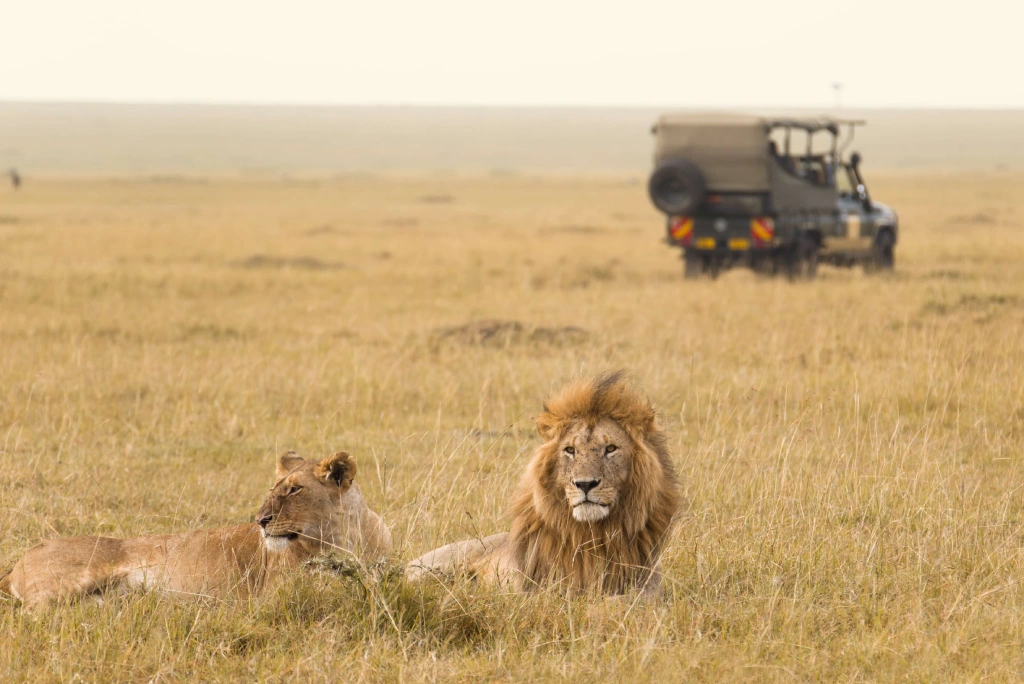 Masai Mara safari
