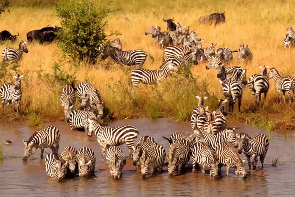 8-days-tanzania-safari-and-zanzibar-extension-6