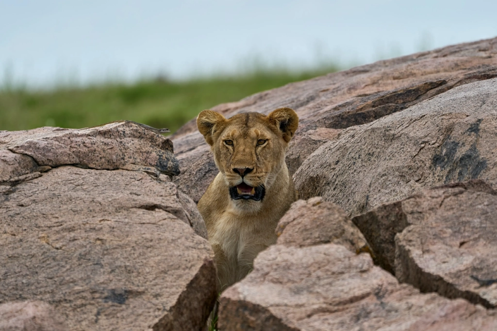 8-days-tanzania-safari-and-zanzibar-extension-7