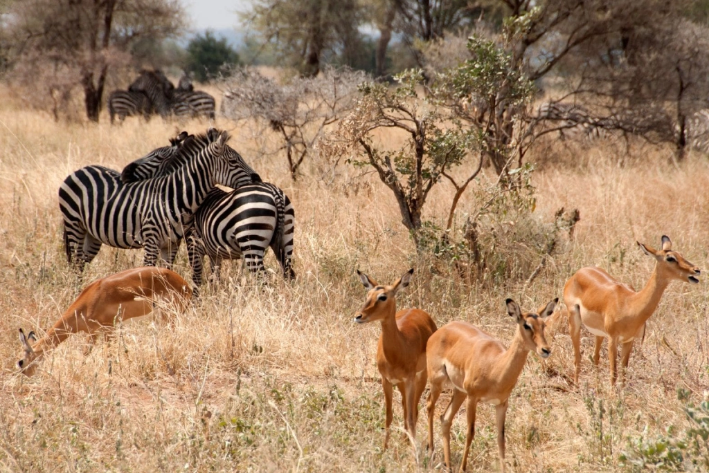 8-days-tanzania-safari-and-zanzibar-extension-8