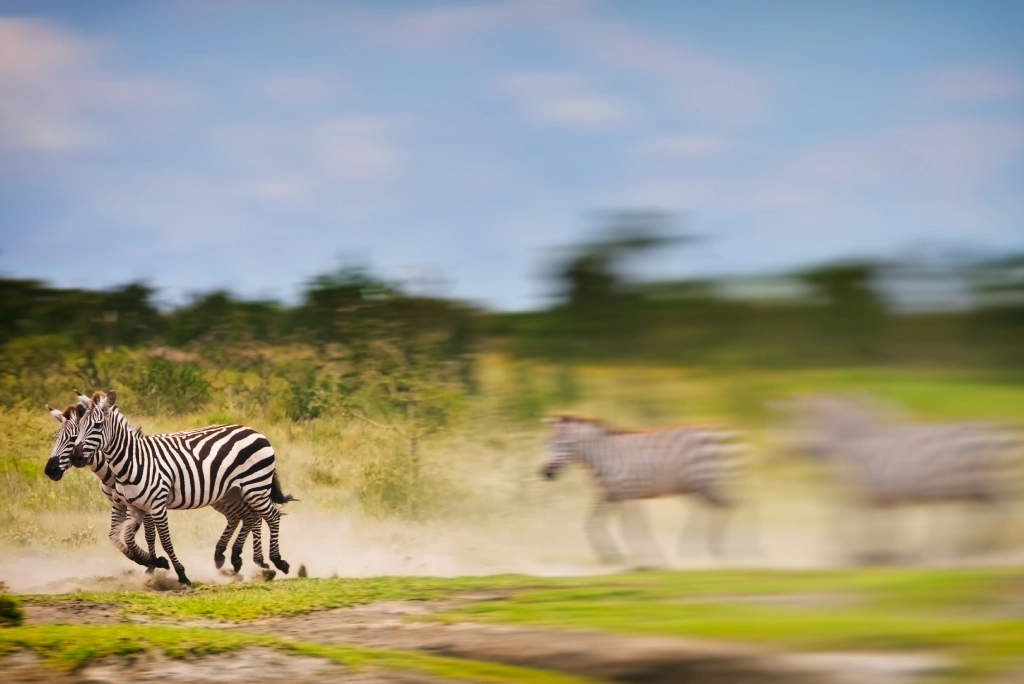 9-days-tanzania-safari-10