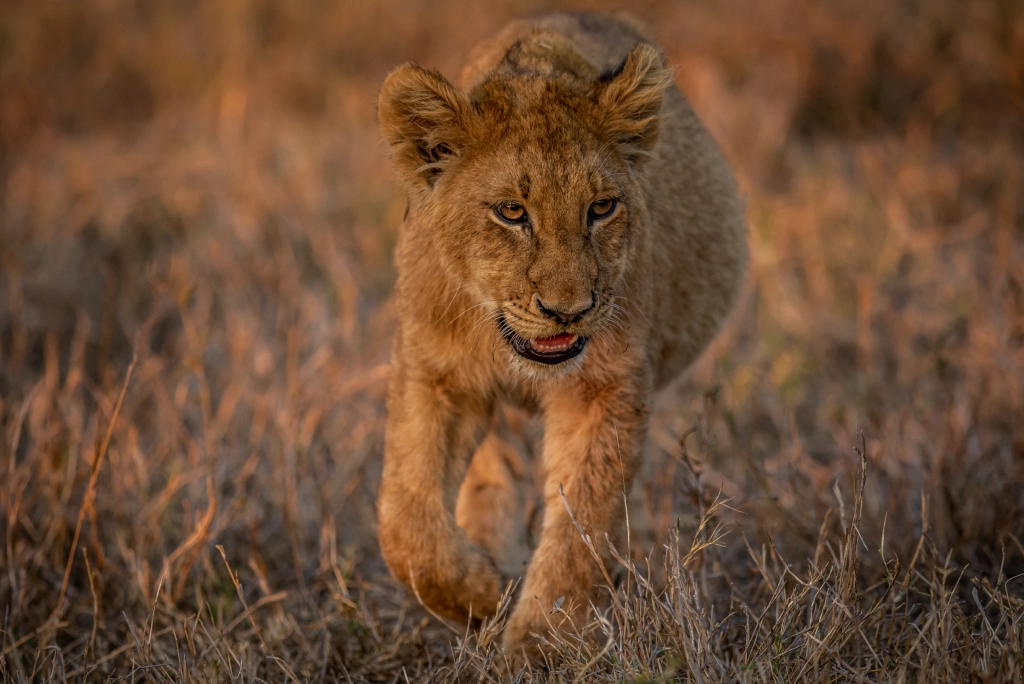 9-days-tanzania-safari-11