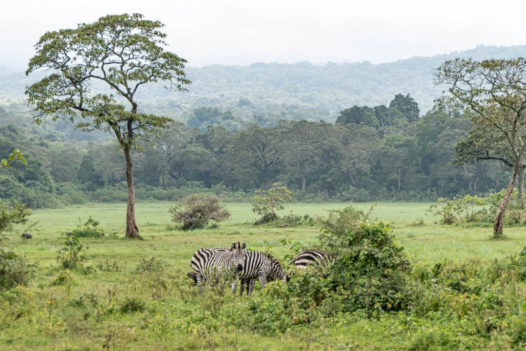 9-days-tanzania-safari-14