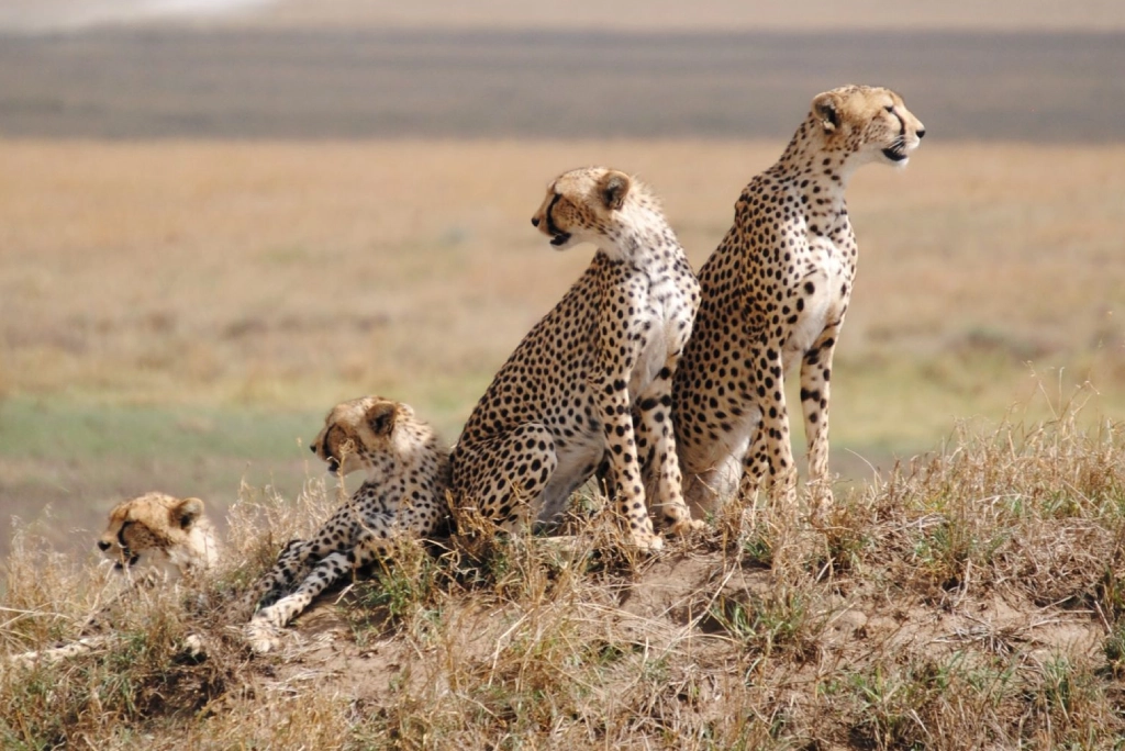 9-days-tanzania-safari-15
