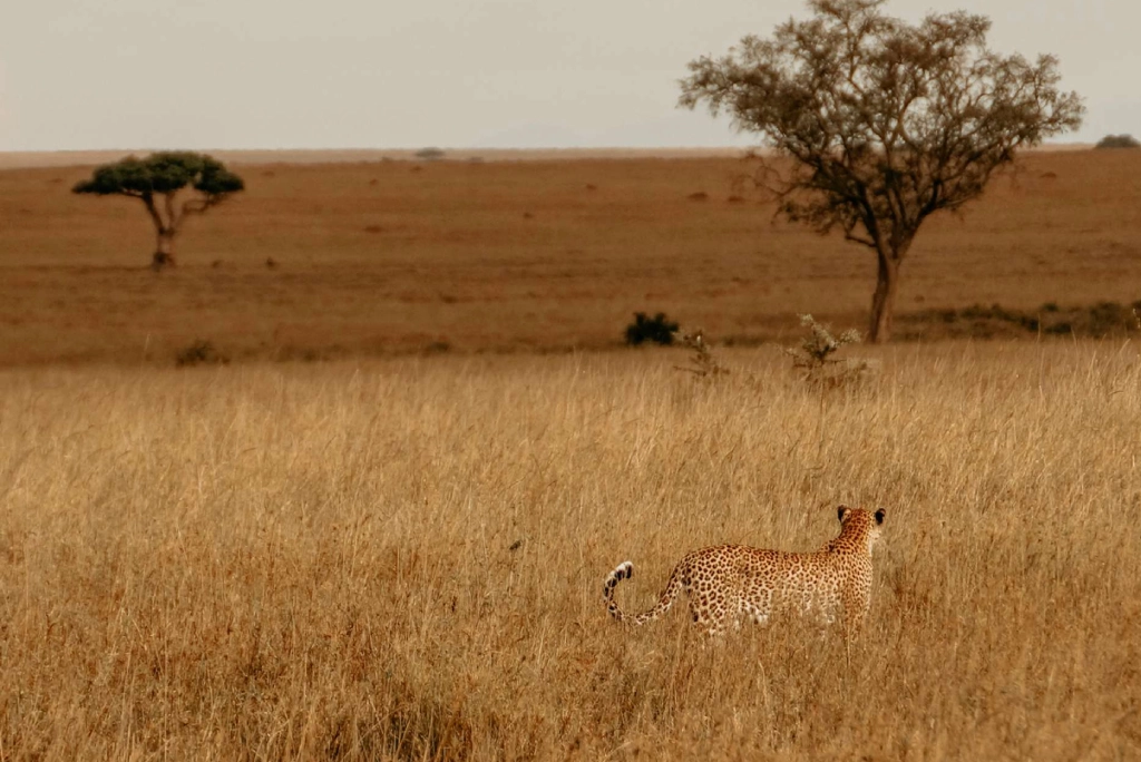 9-days-tanzania-safari-16