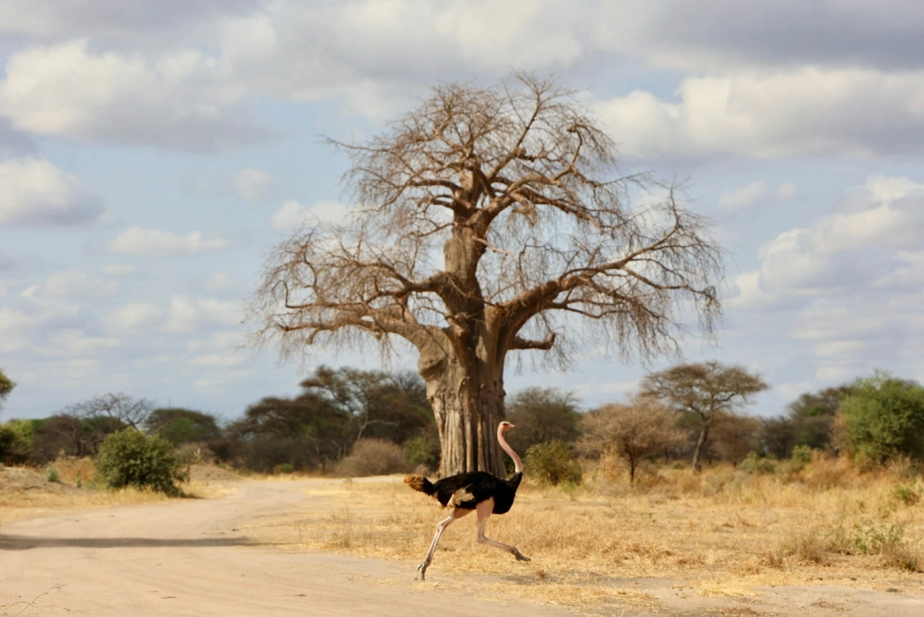 9-days-tanzania-safari-19