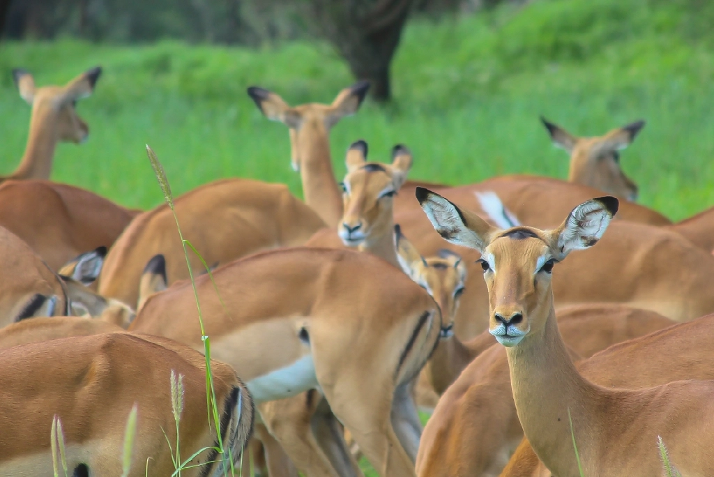 9-days-tanzania-safari-2