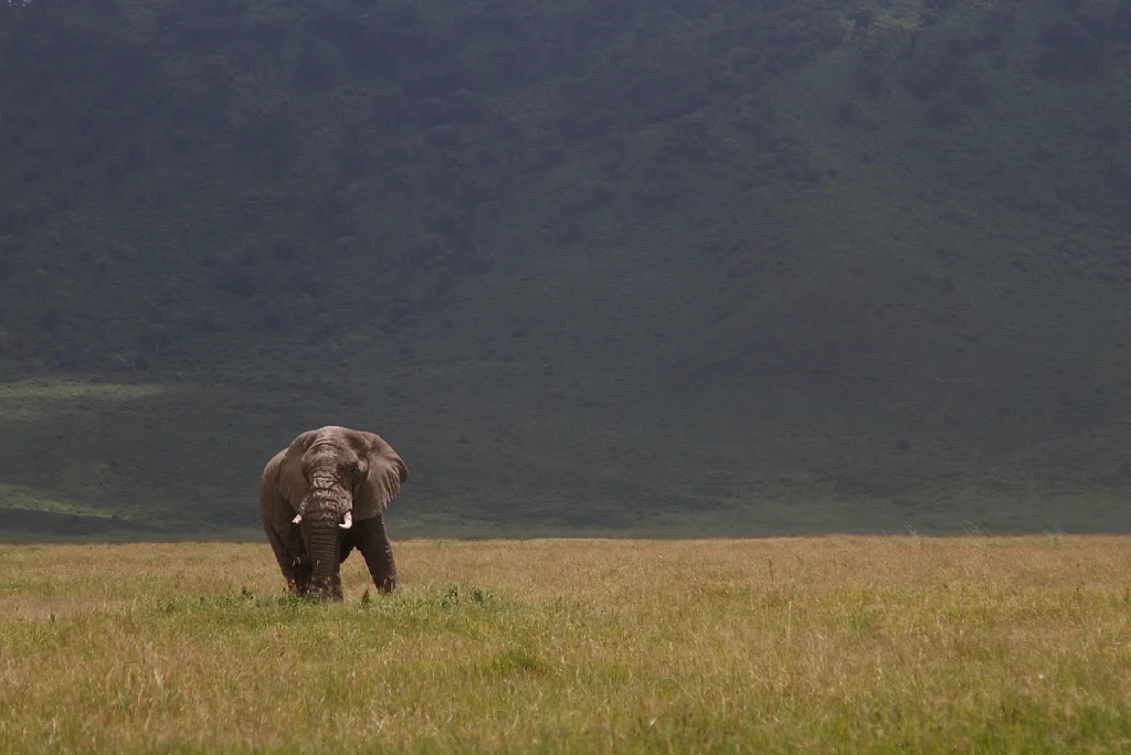 9-days-tanzania-safari-20