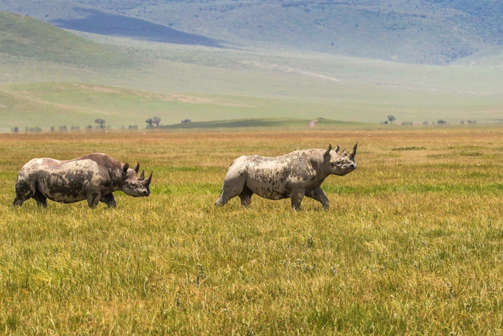 9-days-tanzania-safari-21