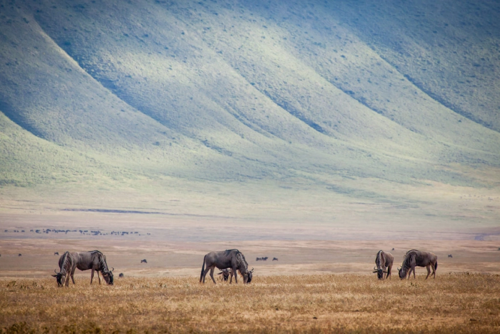 9-days-tanzania-safari-22