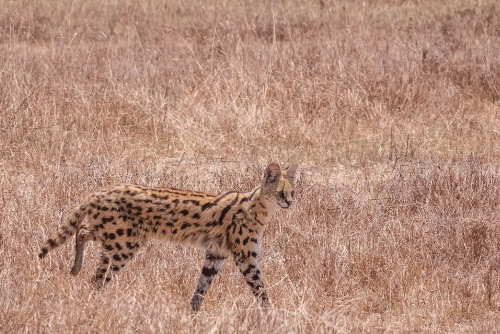 9-days-tanzania-safari-23