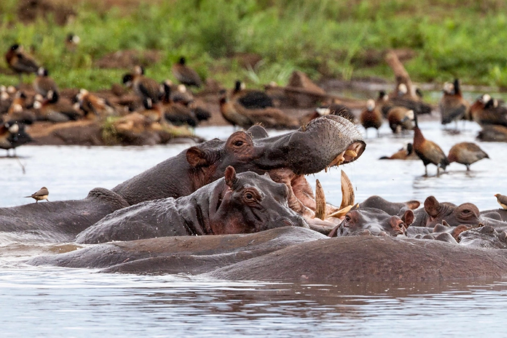 9-days-tanzania-safari-3