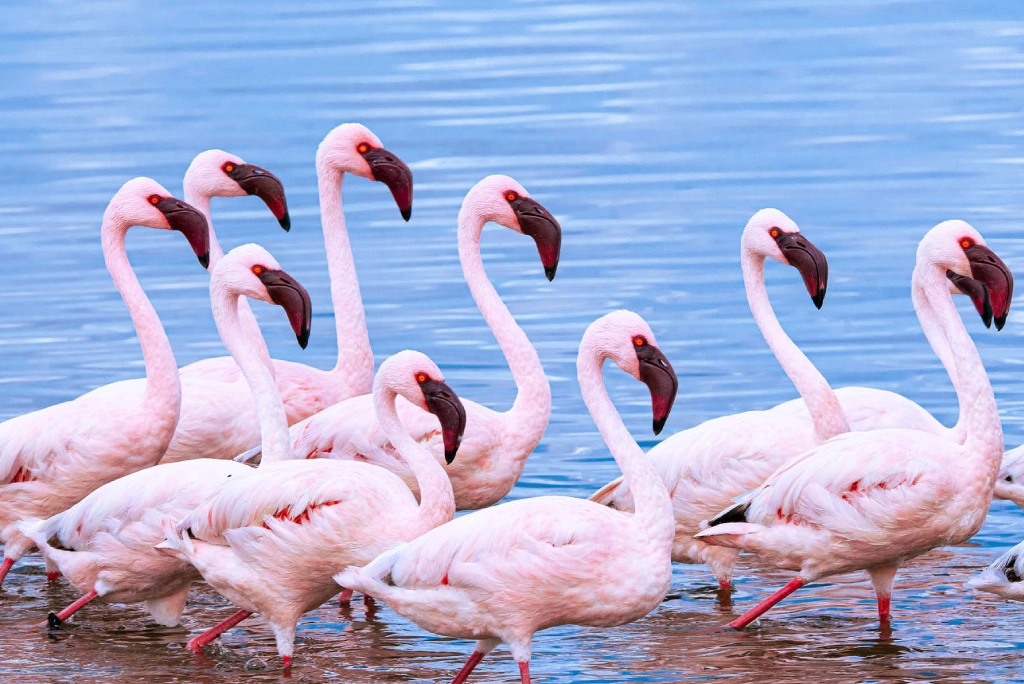 9-days-tanzania-safari-4