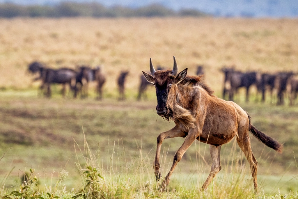 9-days-tanzania-safari-8