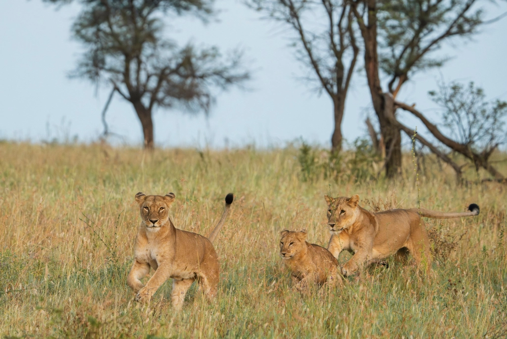 9-days-tanzania-safari-tarangire-1