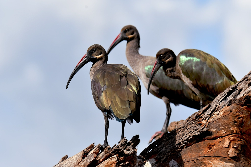 9-days-tanzania-safari-tarangire-2